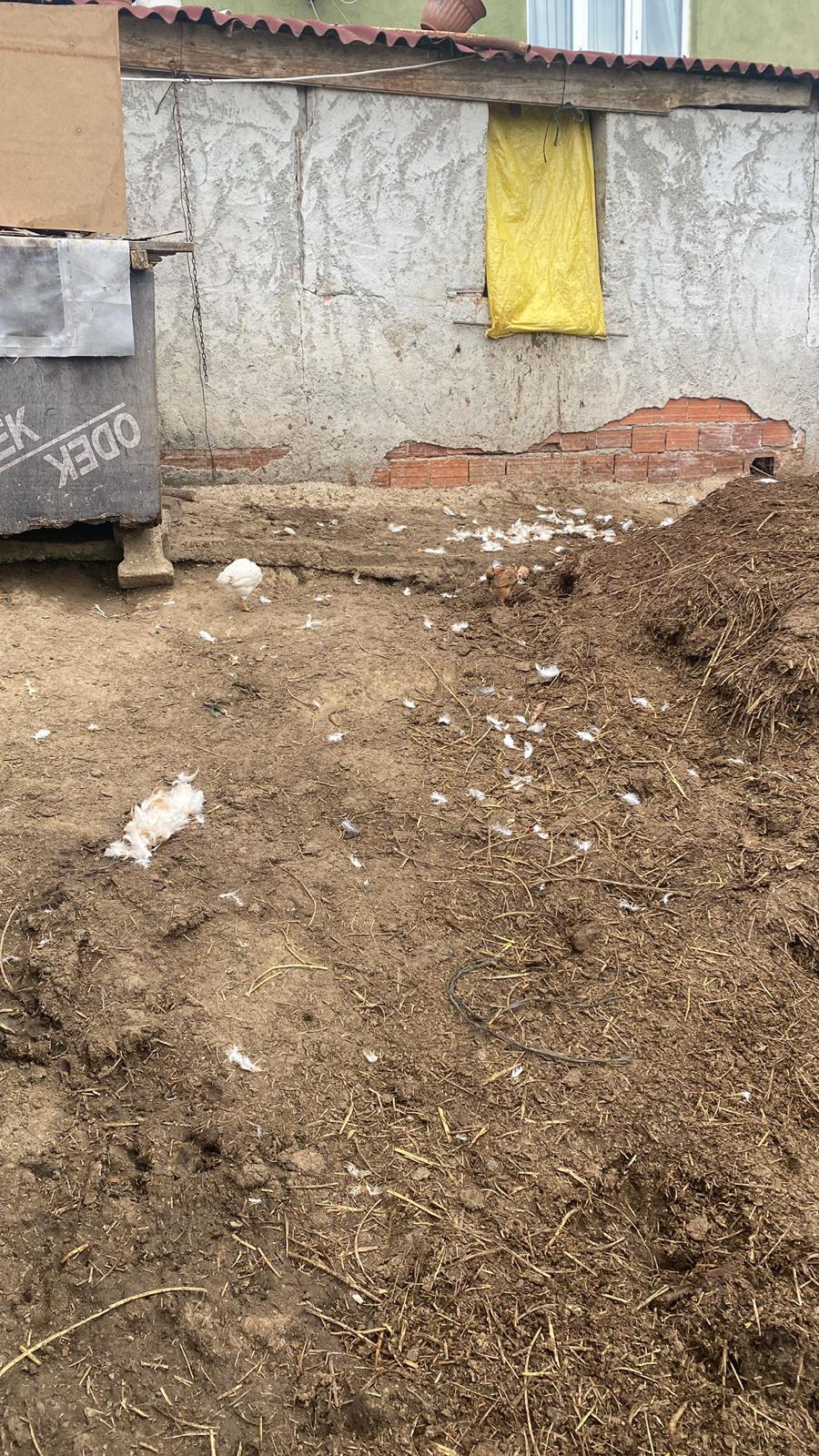 Sokak Köpekleri Durhasan Köyü'nde 76 Hayvanı Telef Etti 4
