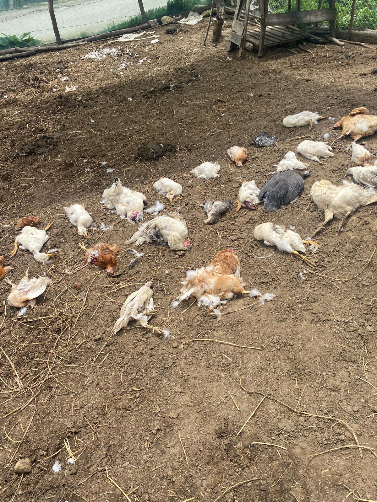 Sokak Köpekleri Durhasan Köyü'nde 76 Hayvanı Telef Etti 5