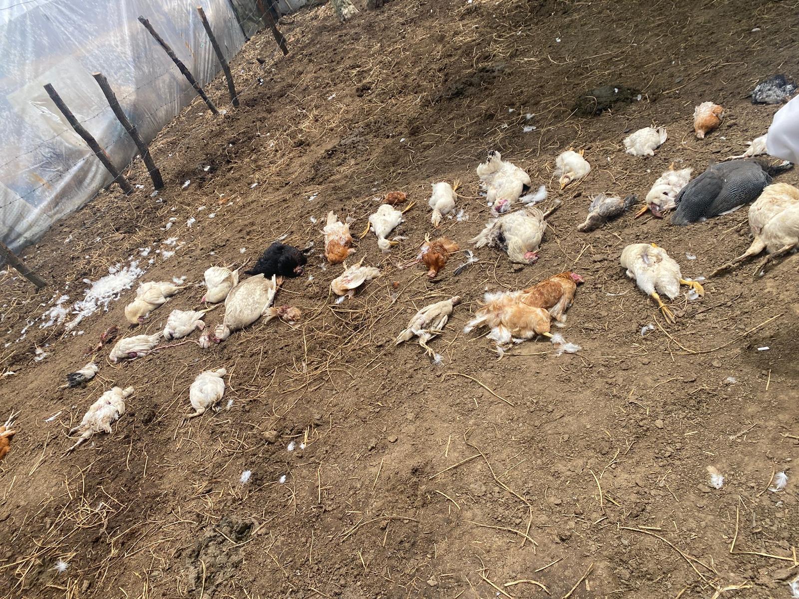 Sokak Köpekleri Durhasan Köyü'nde 76 Hayvanı Telef Etti 6