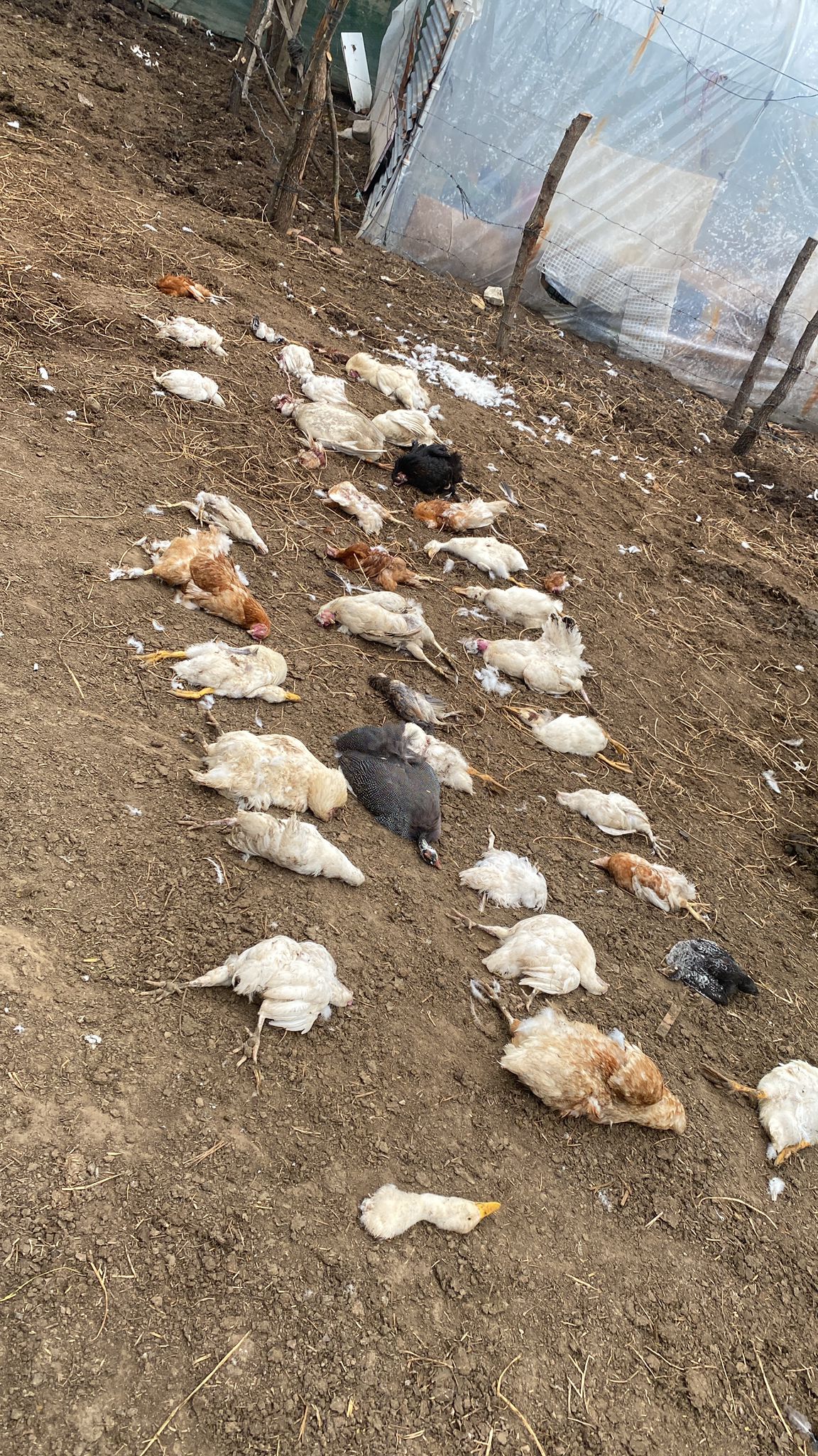 Sokak Köpekleri Durhasan Köyü'nde 76 Hayvanı Telef Etti 7