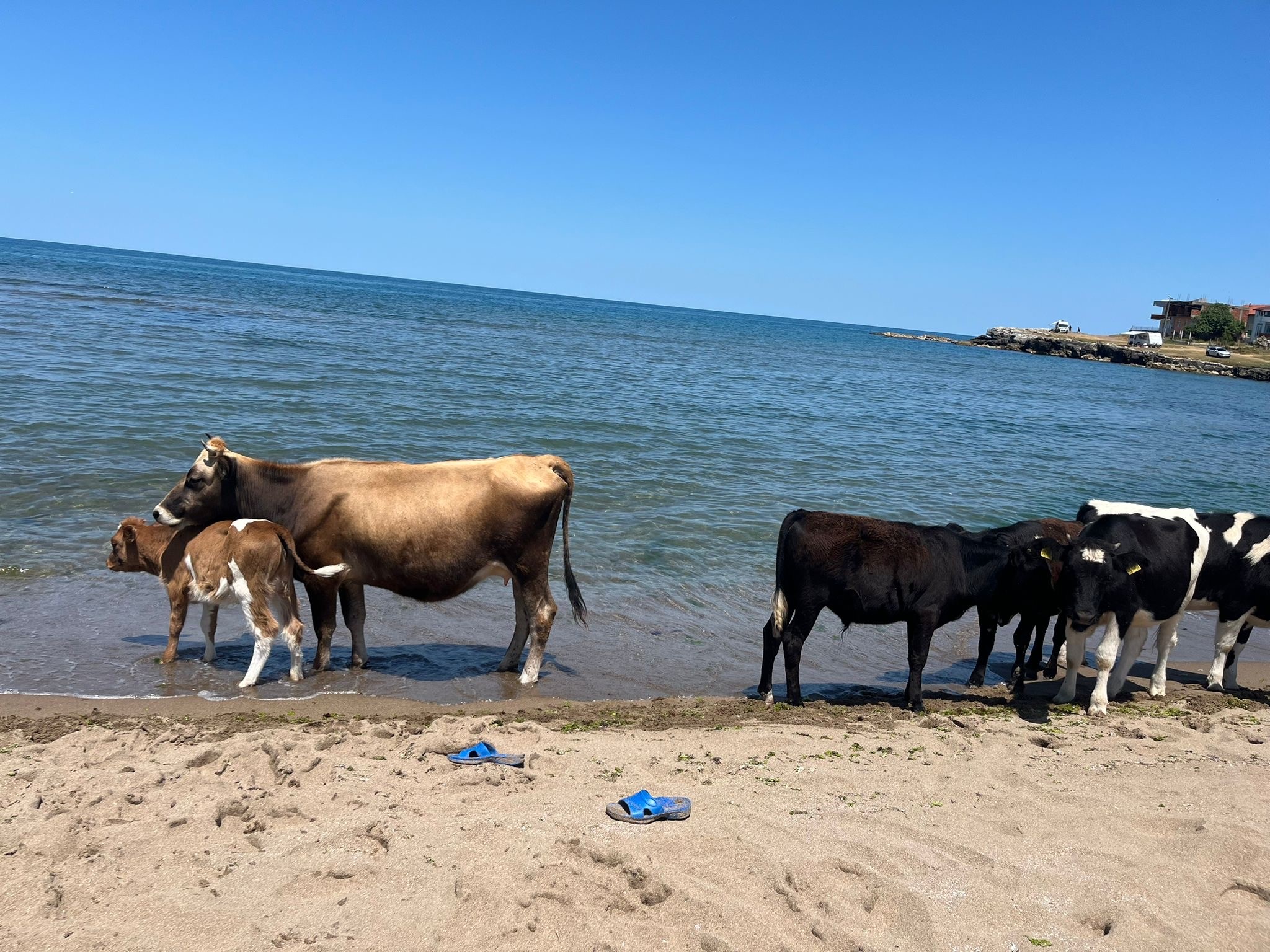 Kocaeli’nin İnekleri Yaz Sezonunu Açtı! 02