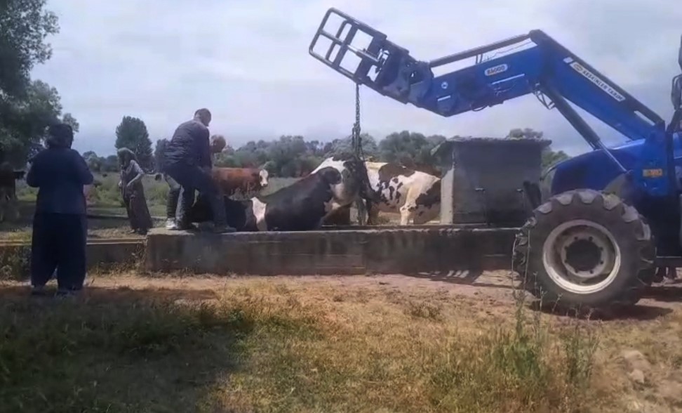 Oluğa Sıkışan İnek Zor Anlar Yaşattı (1) Kopya