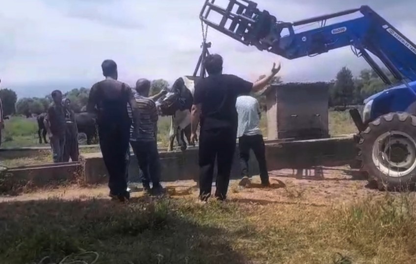 Oluğa Sıkışan İnek Zor Anlar Yaşattı (2) Kopya