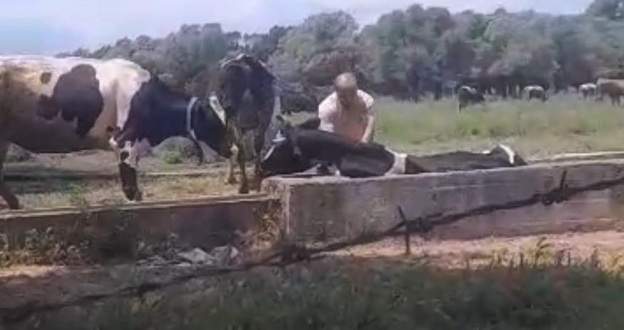 Oluğa Sıkışan İnek Zor Anlar Yaşattı (3)