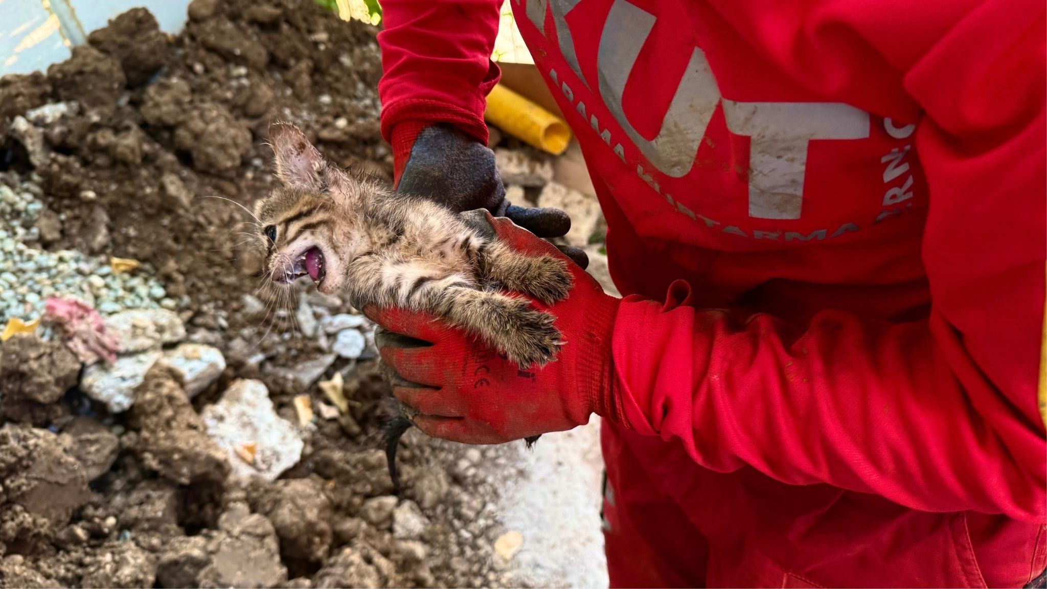 7 Günlük Umut Mücadelesi! Mahsur Kalan Yavru Kedi Kurtarıldı (3)