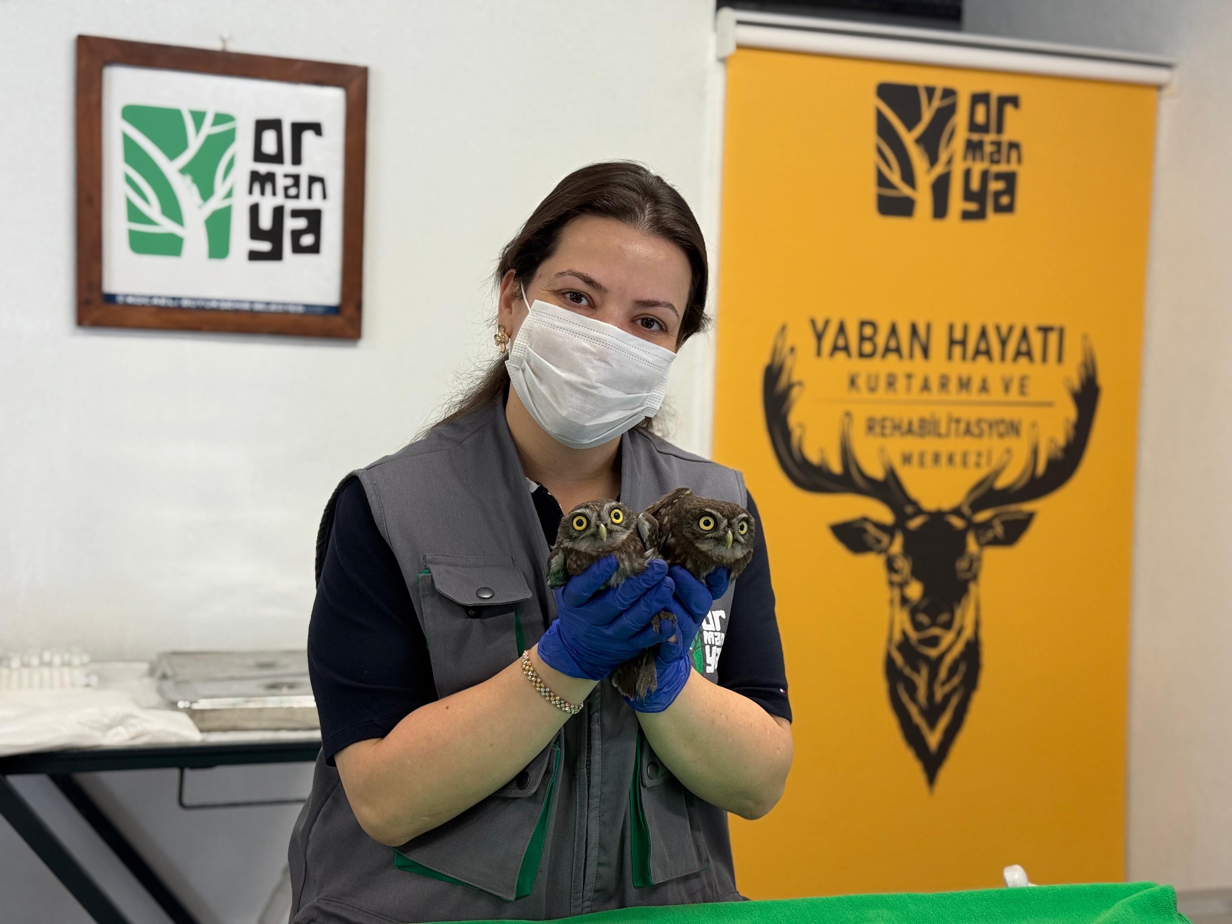 Kandıra’da Bacadan Kurtarılan İki Baykuş Doğaya Bırakıldı (1)-2