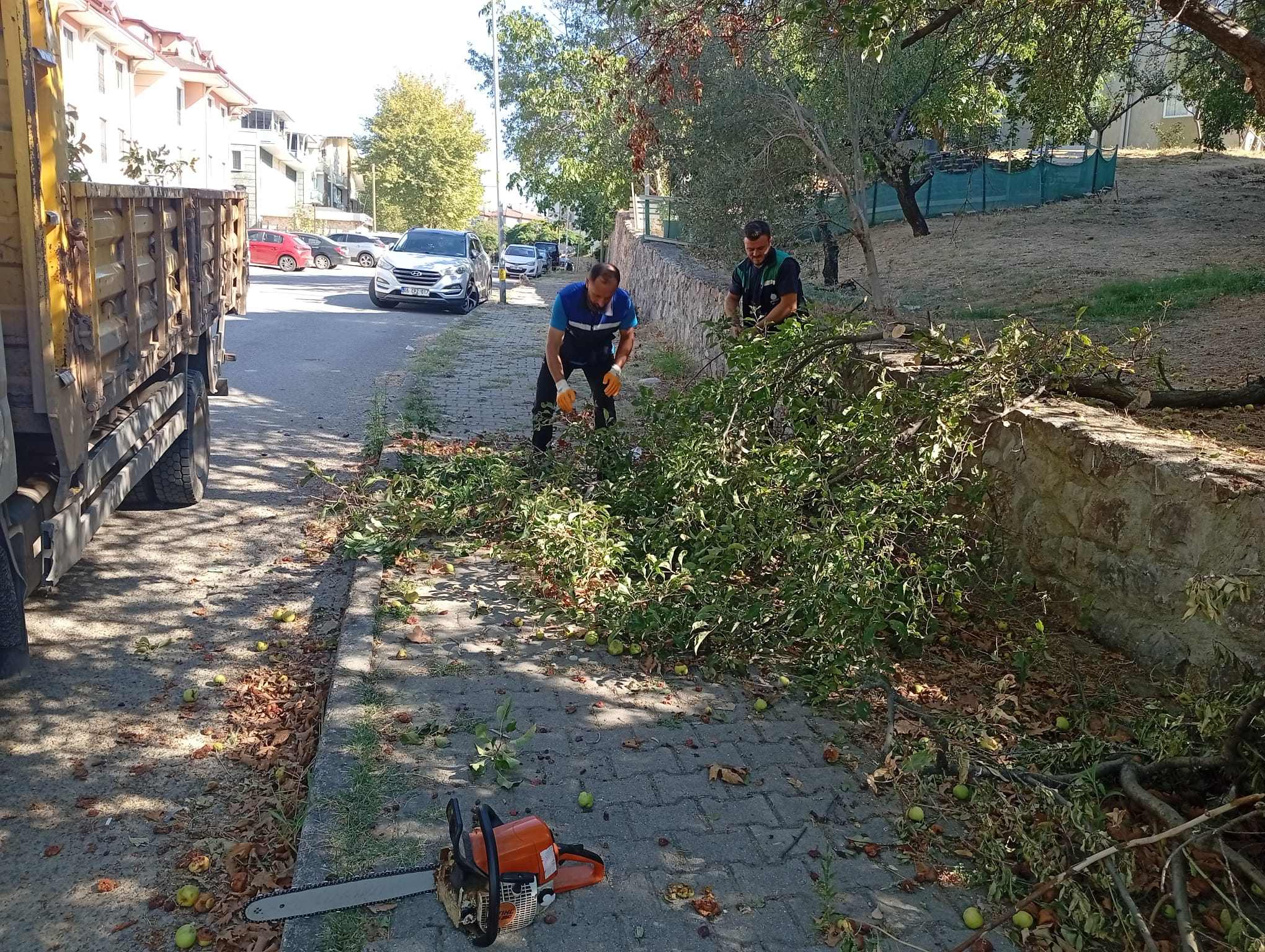 Başiskele’de Ağaçlar Budanıyor, Doğa Korunuyor2