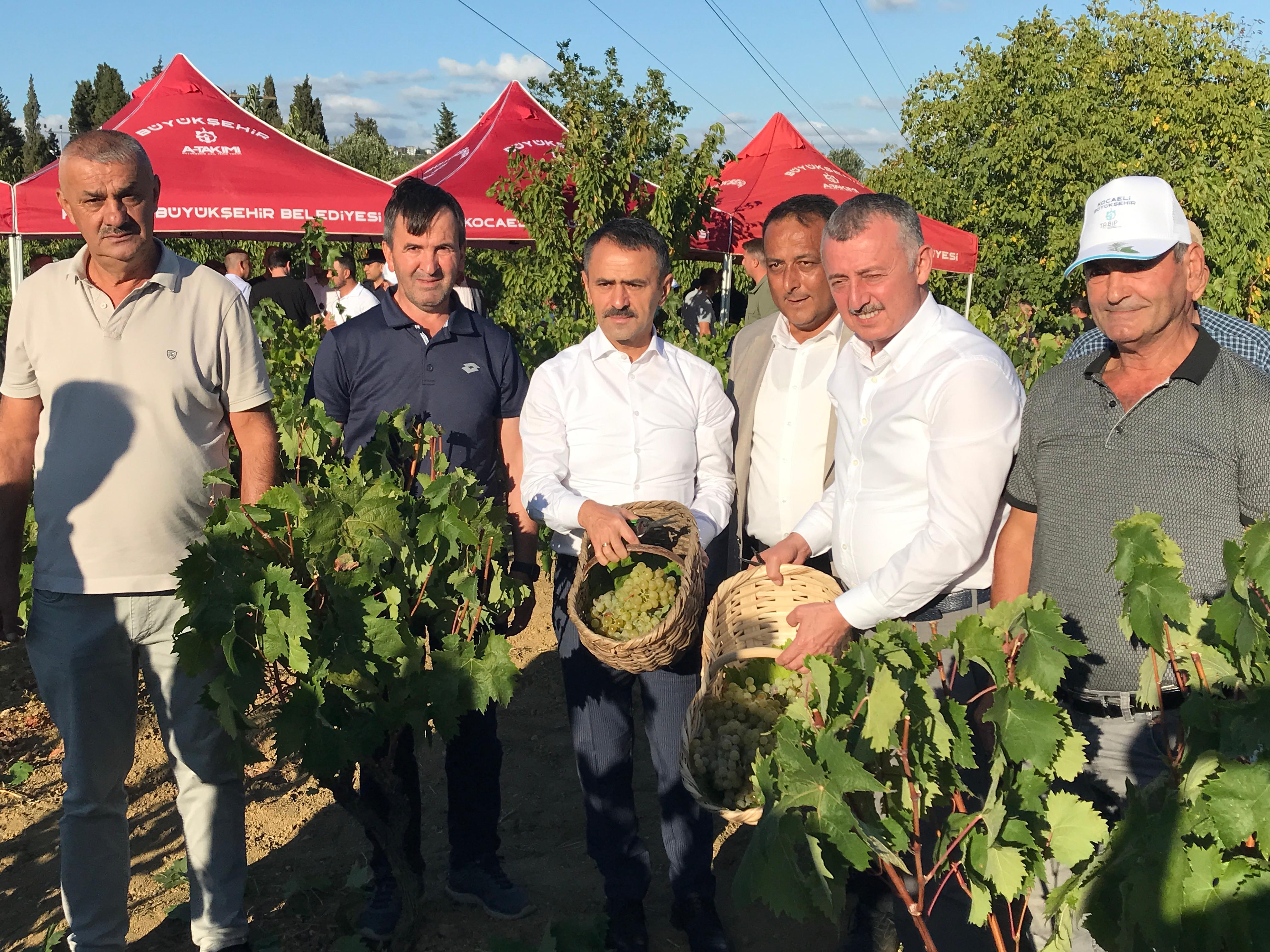 Büyükakın Emekçilerle Üzüm Hasadında (1)
