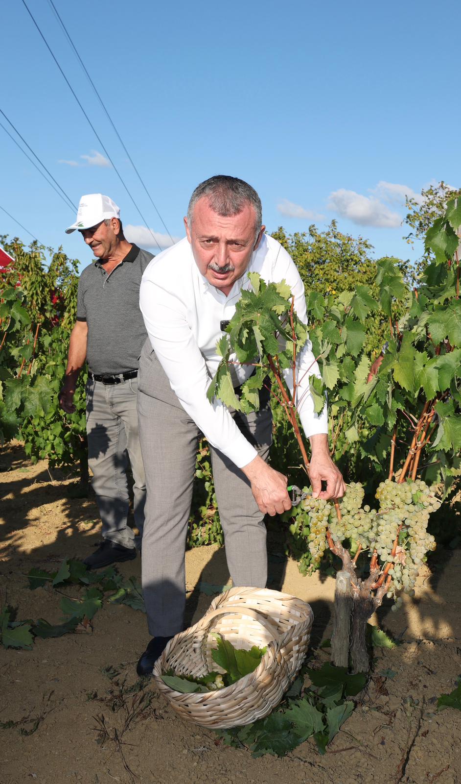 Büyükakın Emekçilerle Üzüm Hasadında (3)