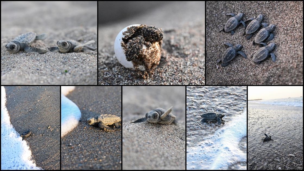 Caretta Caretta