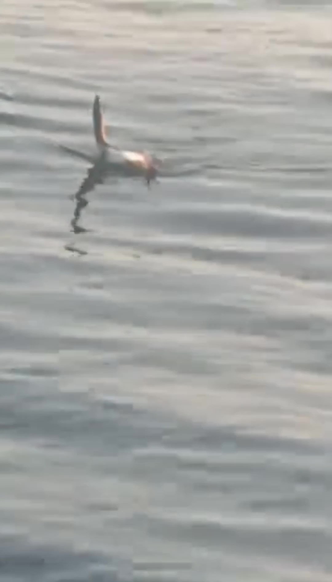 720