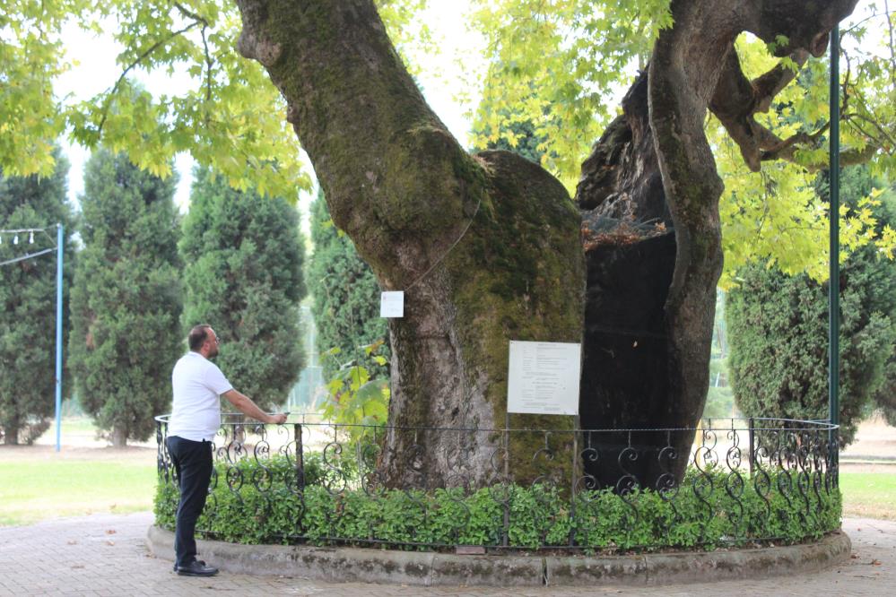 Kartepe’nin 930 Yıllık Çınarı! Geçmişten Günümüze Yaşayan Tarih (4)