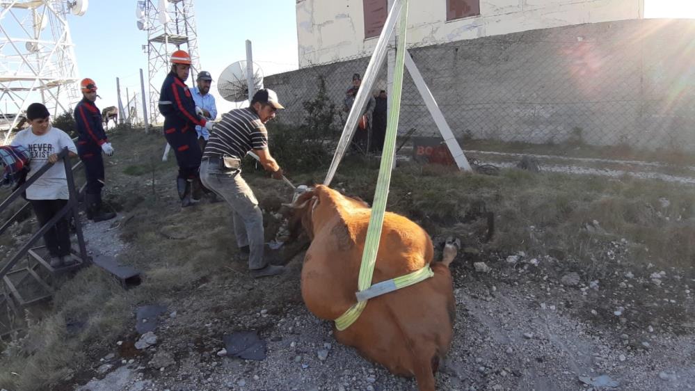 Kuyuya Düşen İnek 2 Saatlik Çalışmayla Kurtarıldı (5)