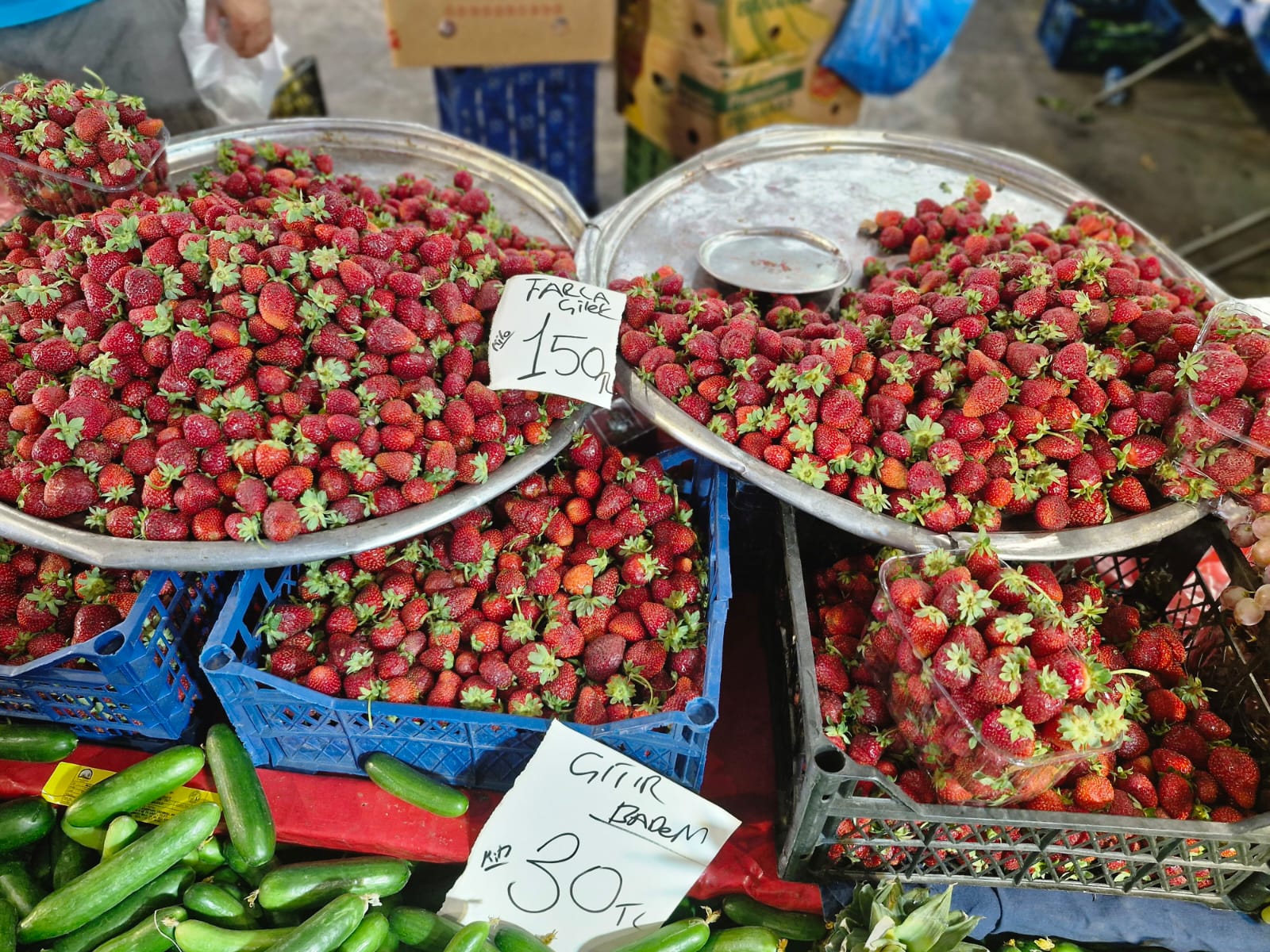 Perşembe Pazarın Şampiyonu Bamya (4)