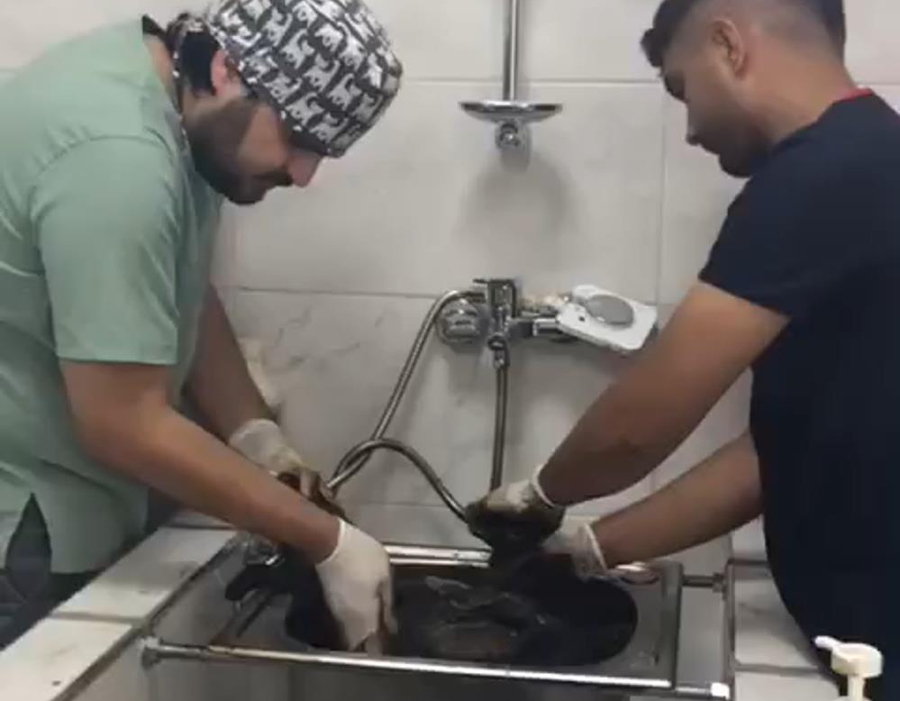 “Zift” Tedavi Edildi, Yeni Yuvasına Yerleştirildi (4)