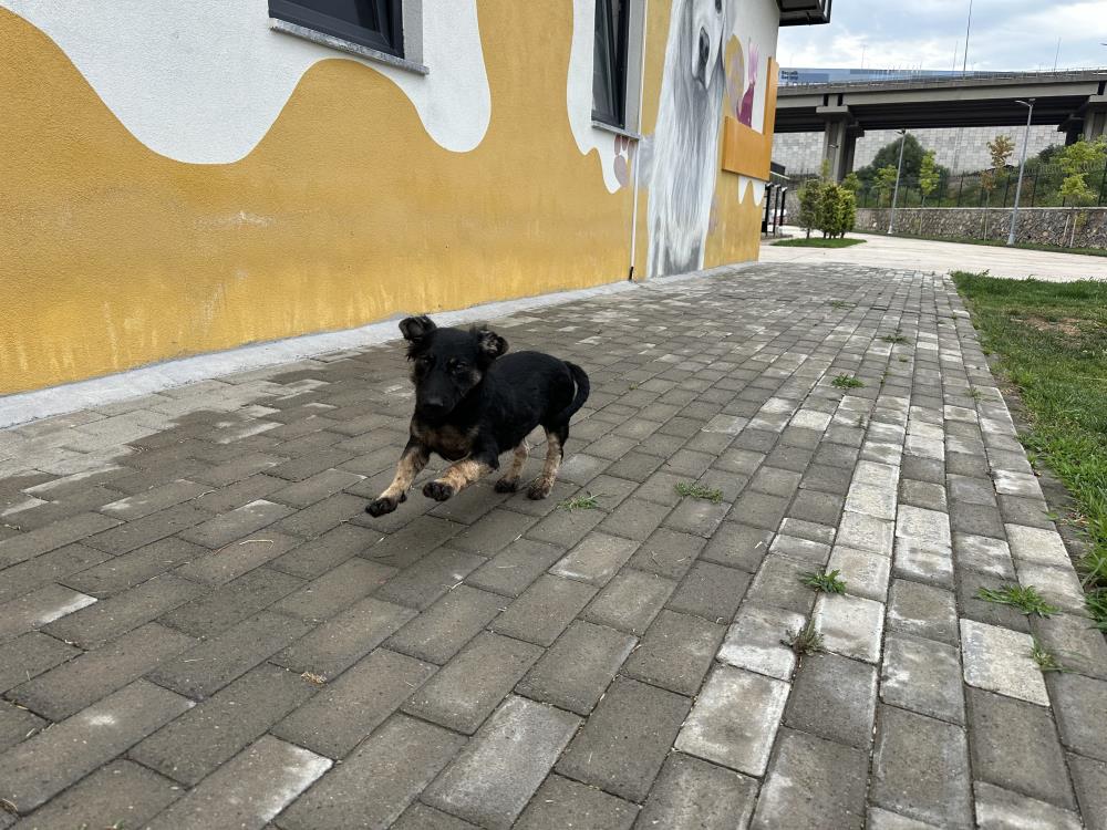 “Zift” Tedavi Edildi, Yeni Yuvasına Yerleştirildi (5)