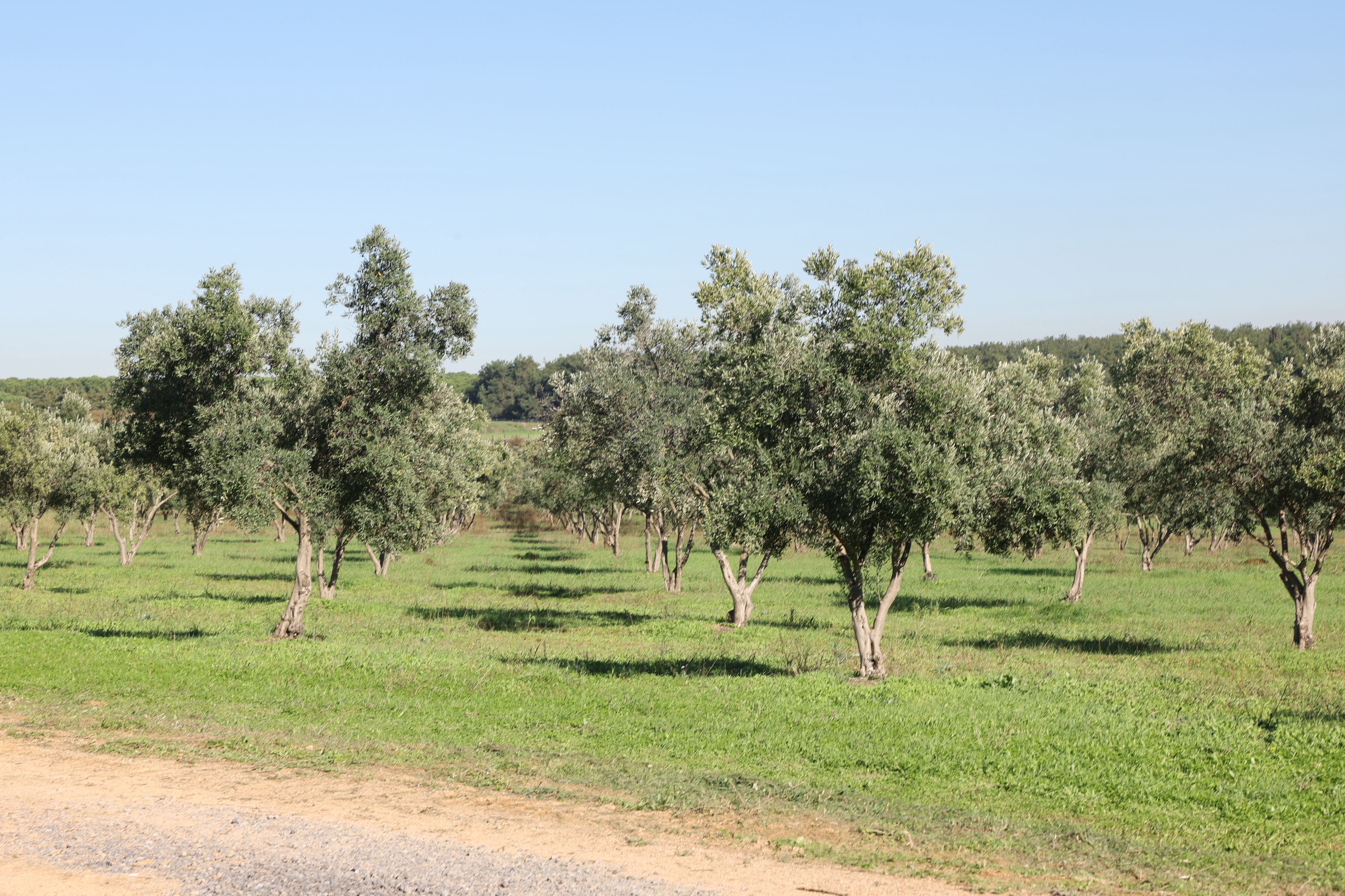 Darıca Belediyesi’nden Doğaya Ve Üretime Değer Katan Proje (8)