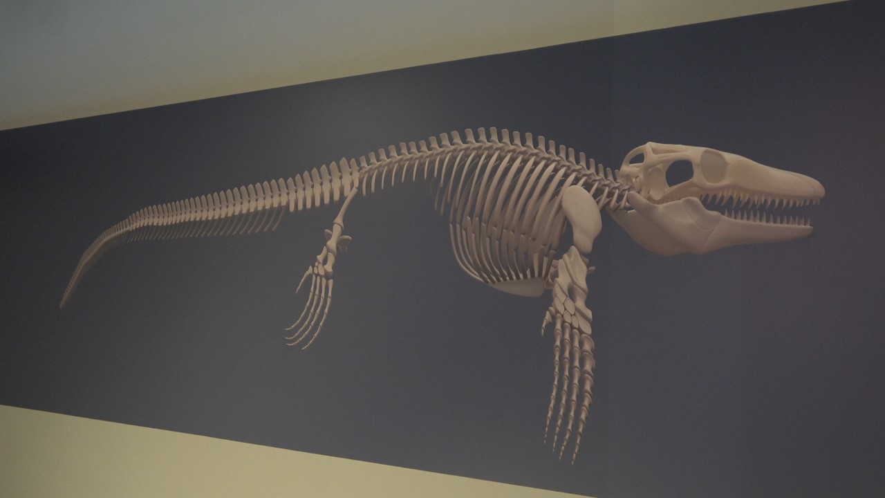 Fosilinin Hikayesi Anlatıldı (1)