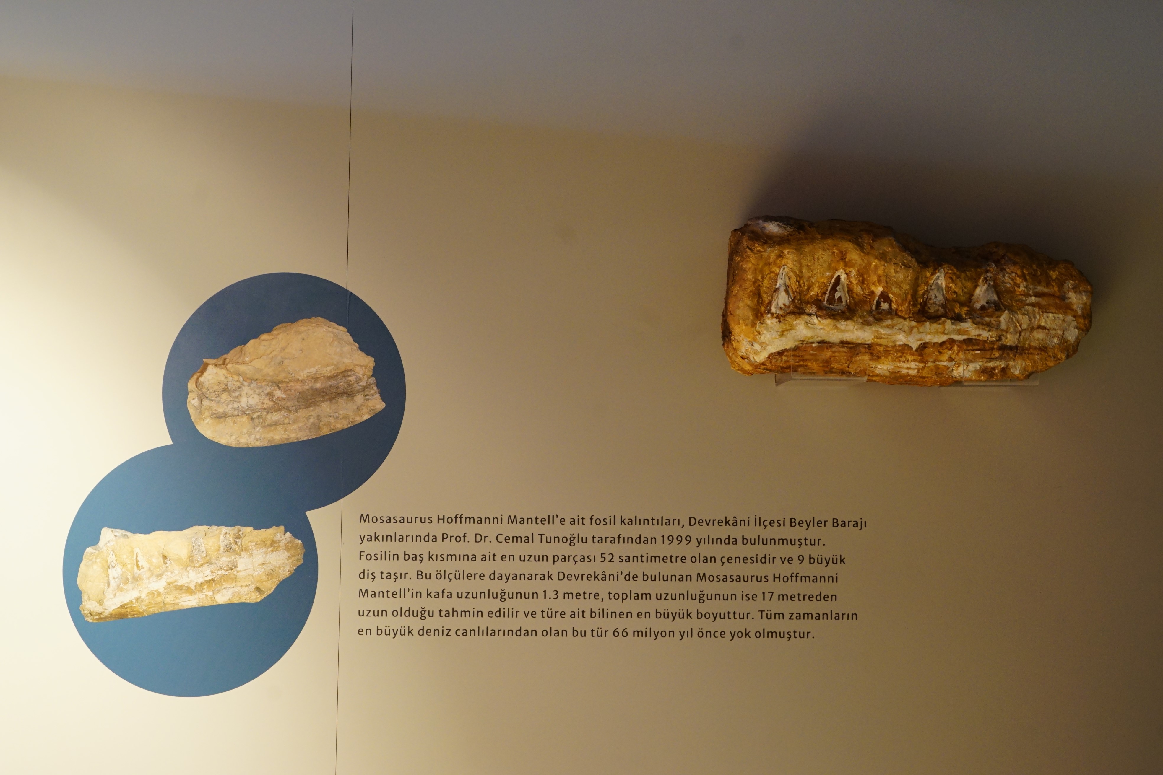 Fosilinin Hikayesi Anlatıldı (5)