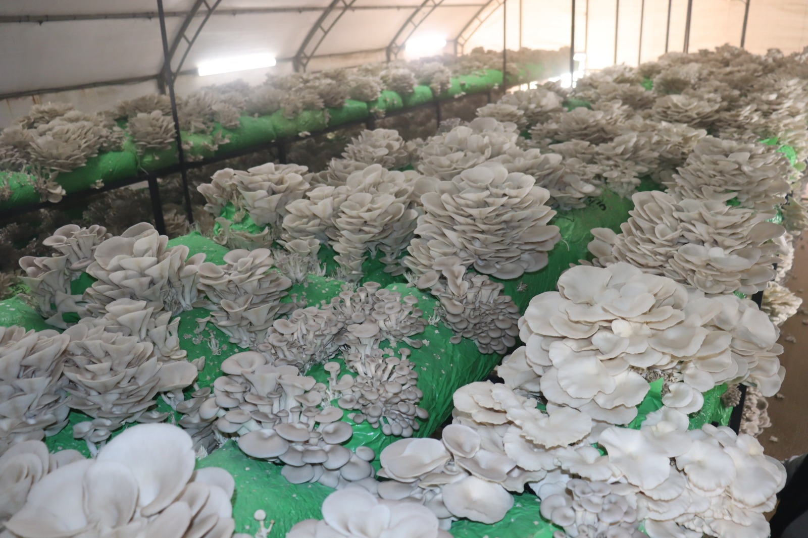 İzmit Belediyesi'nden Üretime Destek! 2,5 Ton İstiridye Mantarı Hasadı Yapıldı 1