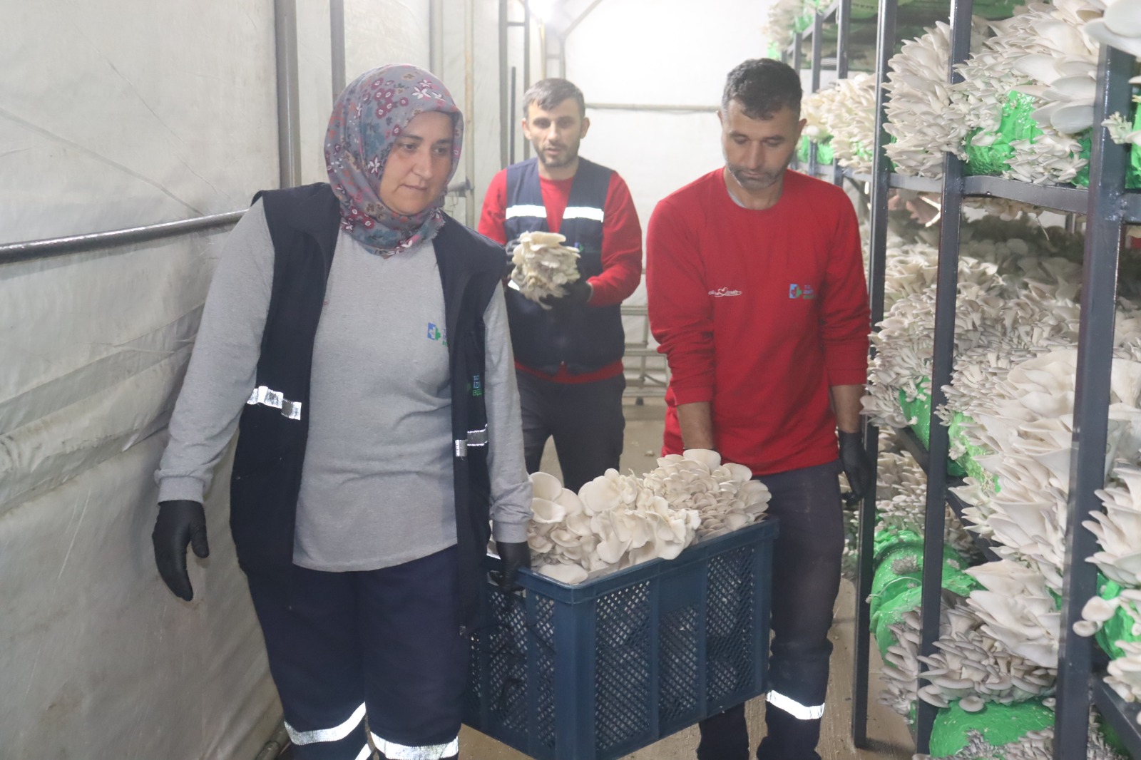 İzmit Belediyesi'nden Üretime Destek! 2,5 Ton İstiridye Mantarı Hasadı Yapıldı 2