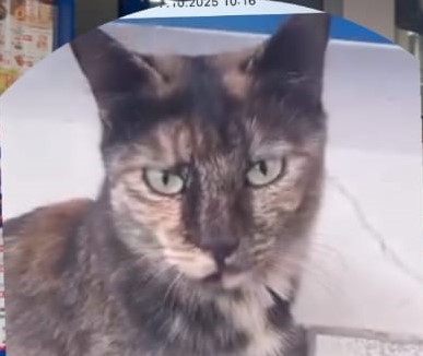 İzmit’te Dehşete Düşüren Olay! Market Önünde Kedi Vahşice Katledildi (1)