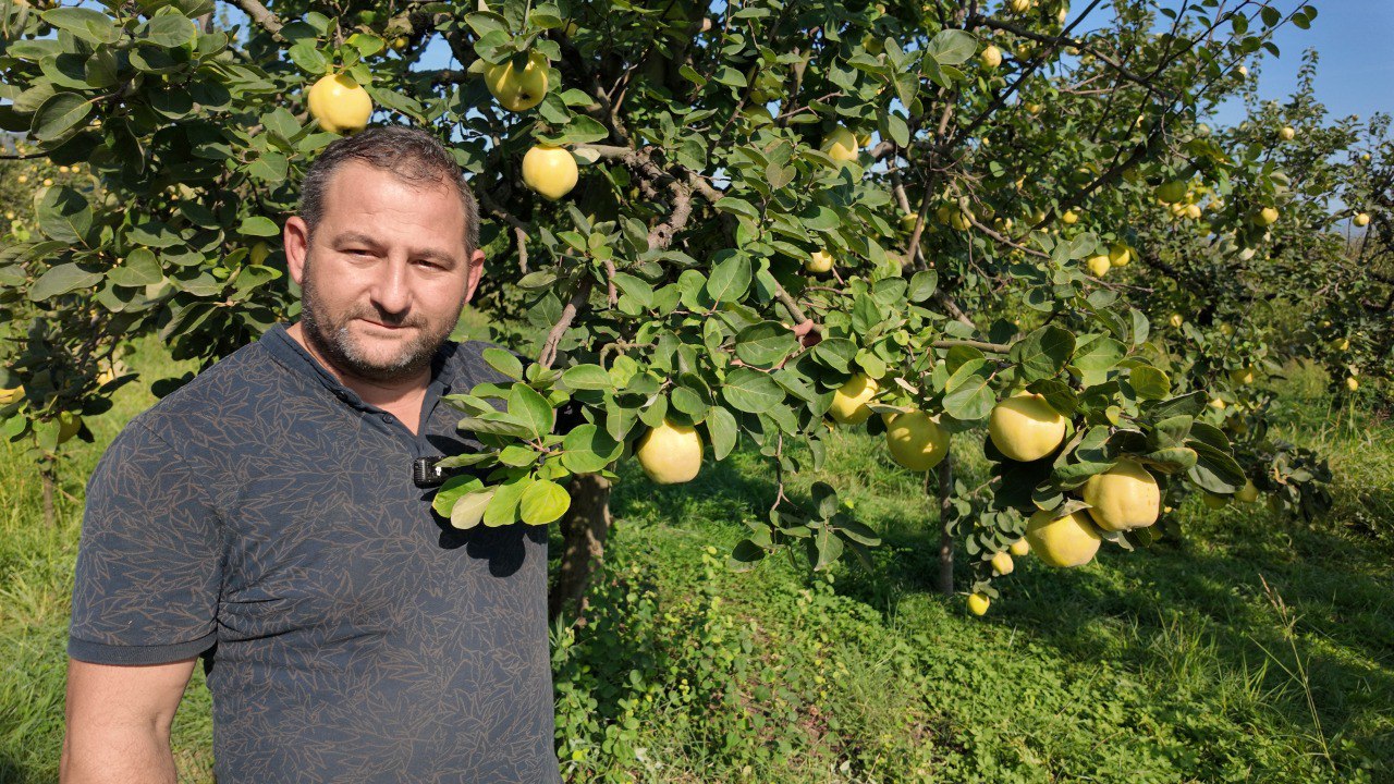 Kartepe’de Coğrafi İşaretli Eşme Ayvası Hasadı Başladı (3)