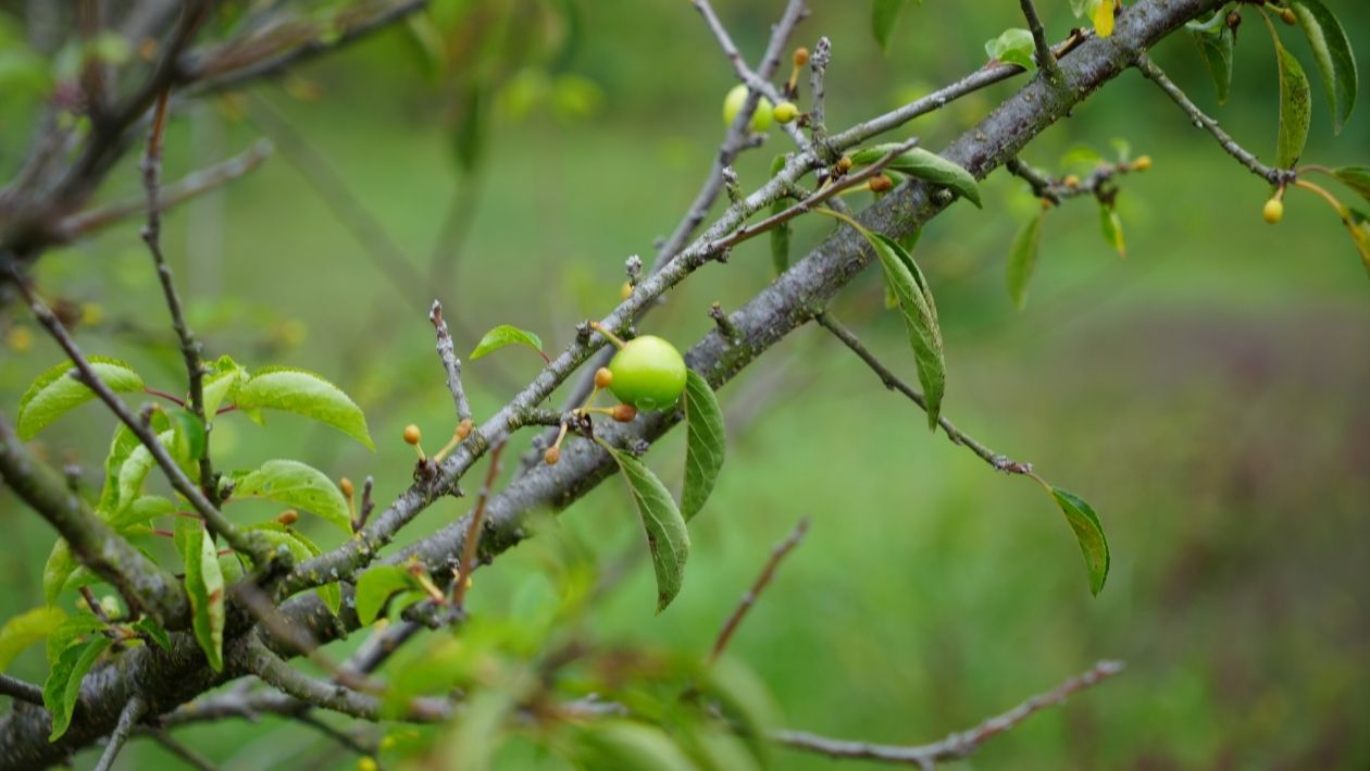 Kartepe’de Şaşırtan Manzara! Erik Ağaçları Ekim Ayında Çiçek Açtı (1)