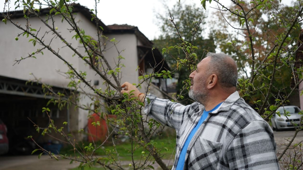Kartepe’de Şaşırtan Manzara! Erik Ağaçları Ekim Ayında Çiçek Açtı (2)