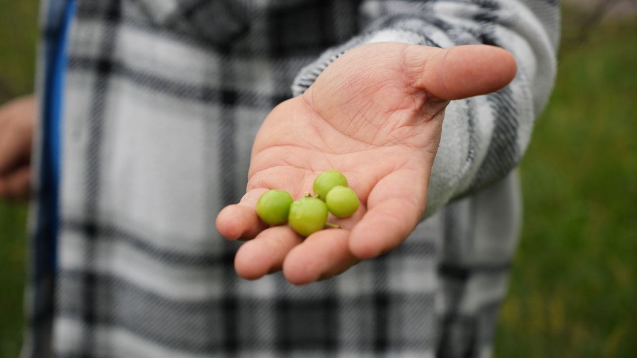 Kartepe’de Şaşırtan Manzara! Erik Ağaçları Ekim Ayında Çiçek Açtı (3)