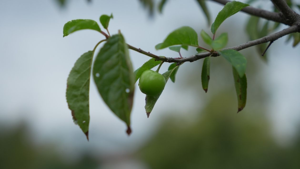 Kartepe’de Şaşırtan Manzara! Erik Ağaçları Ekim Ayında Çiçek Açtı (4)