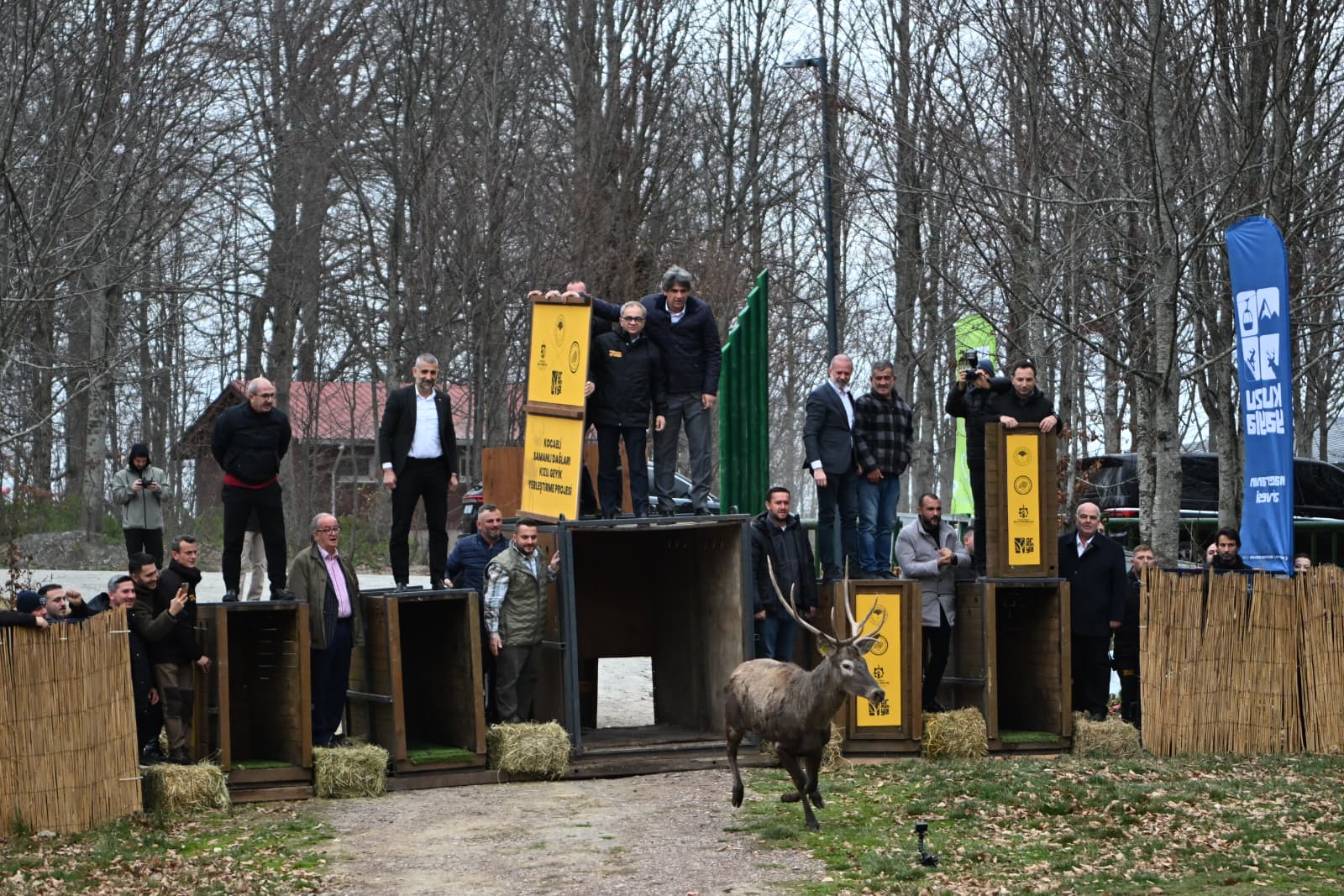 8 Kızıl Geyik Daha Kuzuyayla'da Doğaya Salındı (1)