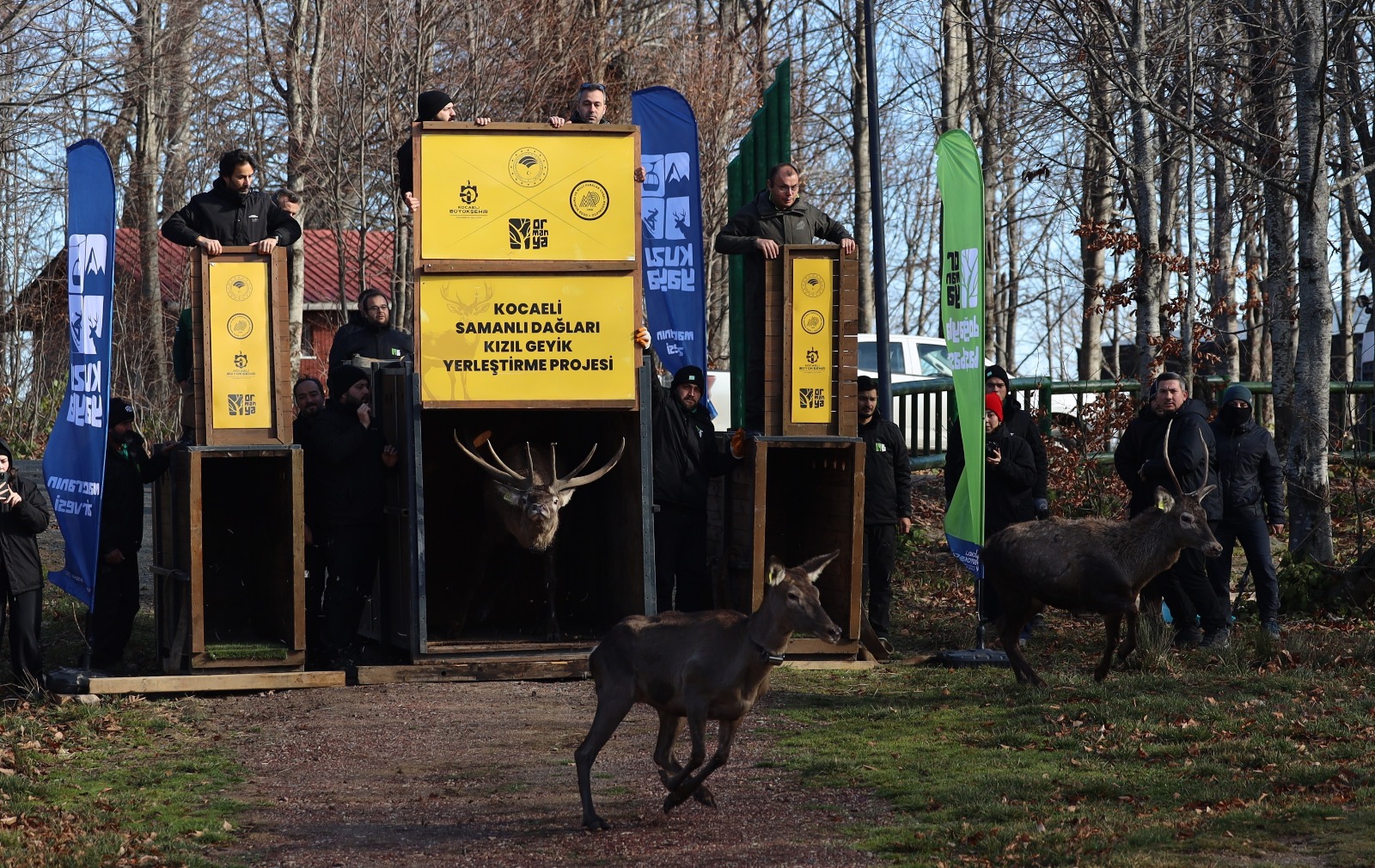 8 Kızıl Geyik Daha Kuzuyayla'da Doğaya Salındı (12)