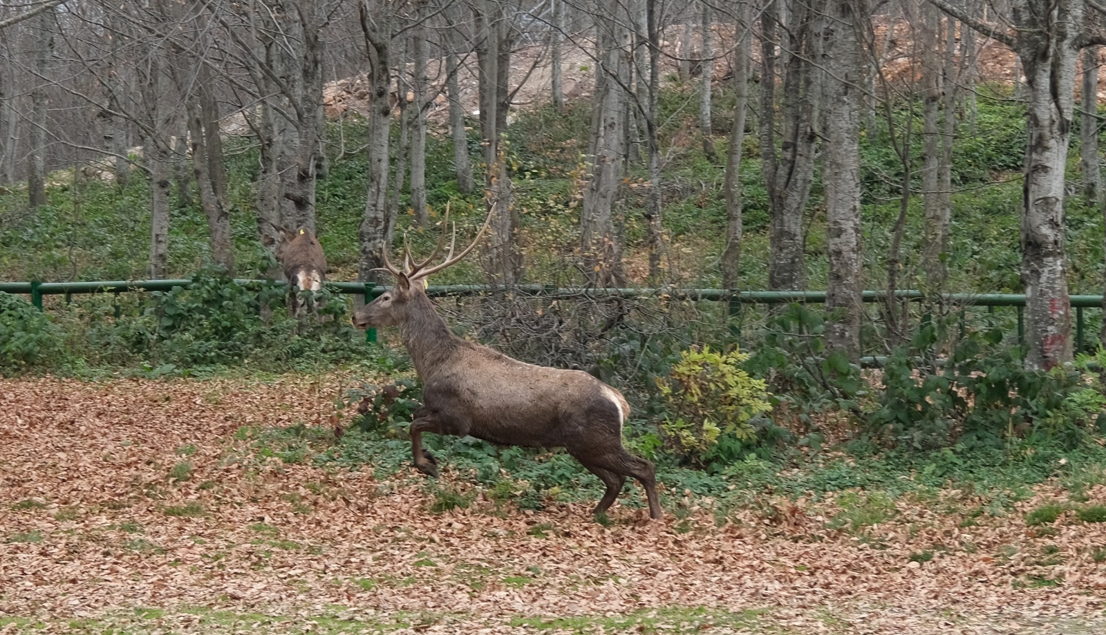 8 Kızıl Geyik Daha Kuzuyayla'da Doğaya Salındı (13)