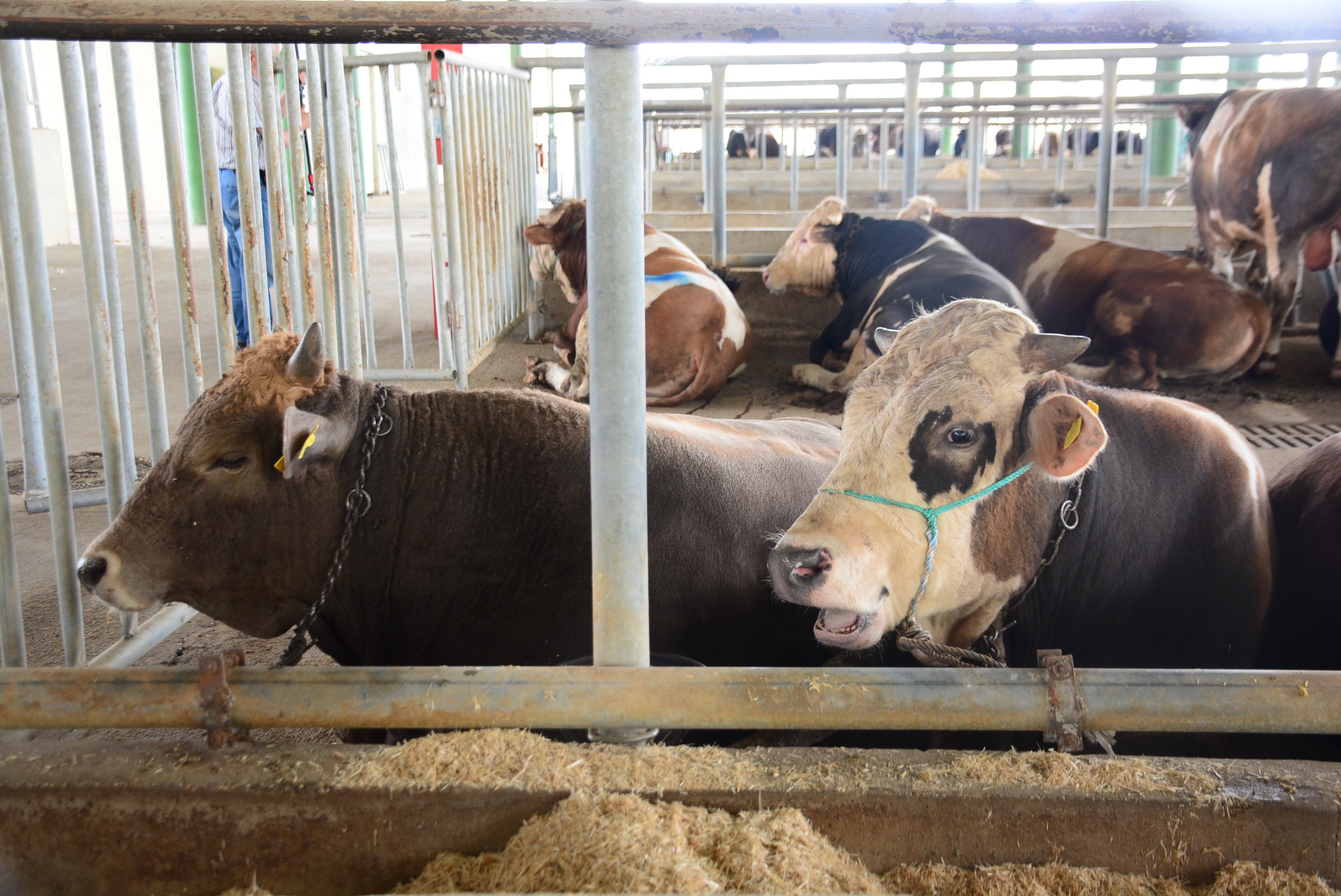 Deli Dana Alarmı! Uzmanlardan Et Tüketimi Uyarısı 04