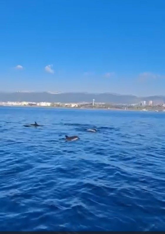 Dip Çamuru Temizliği Meyvesini Verdi!-1