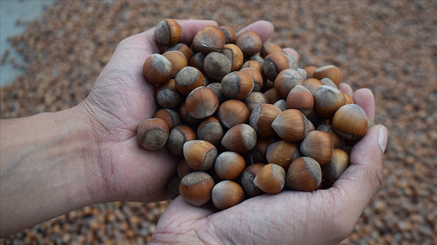 Fındık Fiyatlarında Son Durum! Giresun, Sivri Ve Levant Fındık Kaç Tl-1