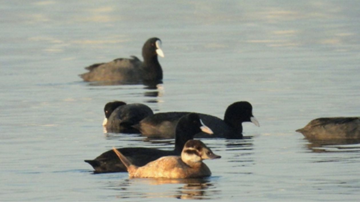 Gölcük’te Nesli Tehlike Altındaki Dikkuyruk Görüntülendi! (2)