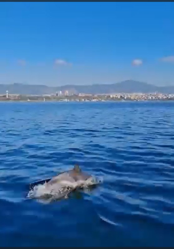 İzmit Körfezi’nde Dip Çamuru Temizliği Meyvesini Verdi! (1)