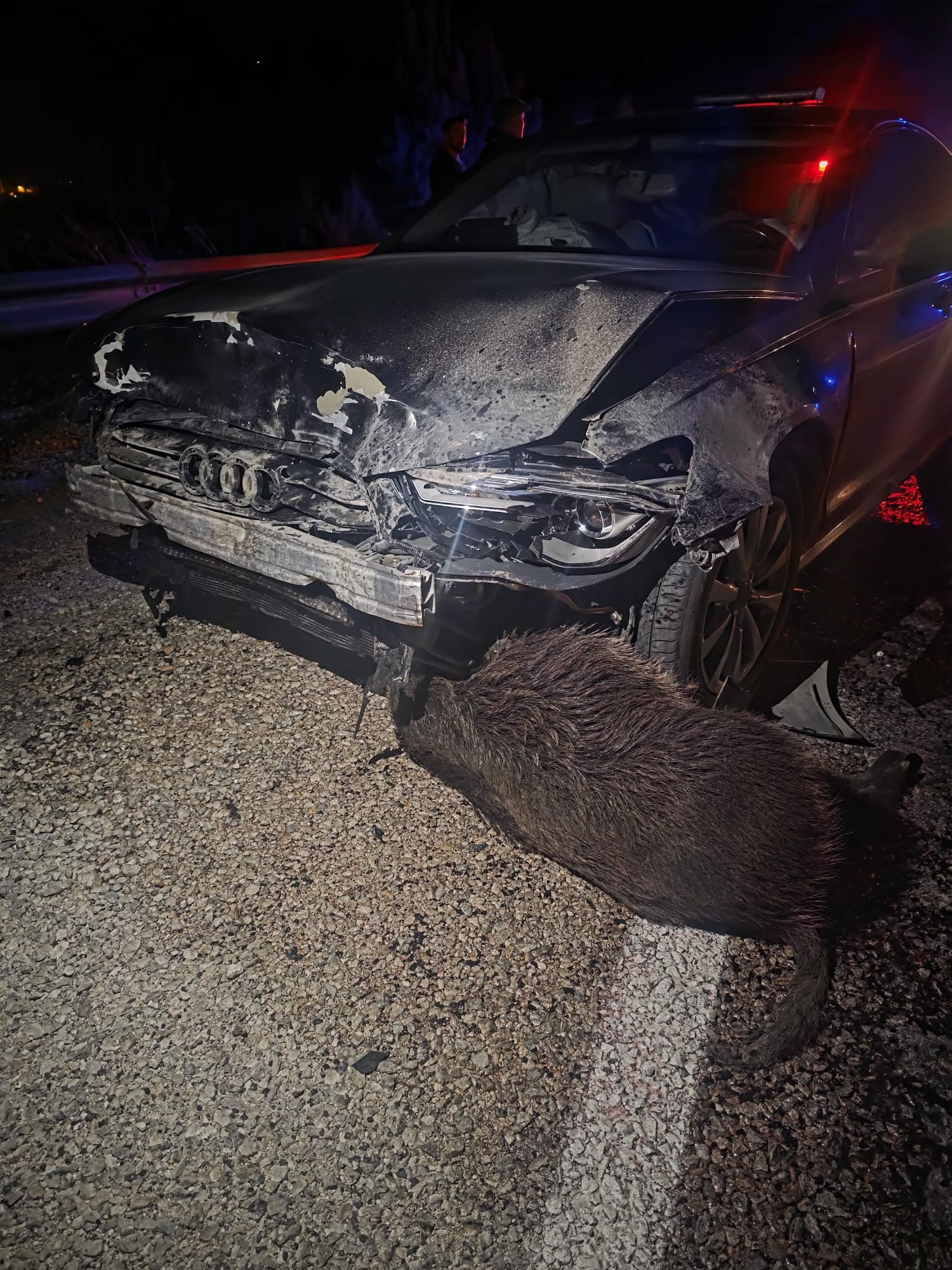 Kastamonu’nun Hanönü Ilçesinde Sinop Belediye Başkanı Metin Gürbüz’ün Içinde Bulunduğu Makam Aracı, Yola Aniden Çıkan Domuz Sürüsüne Çarptı. Kazada 12 Domuz Telef Olurken, Başkan Gürbüz Ve Sürücü Kazayı Yara Almadan (3)