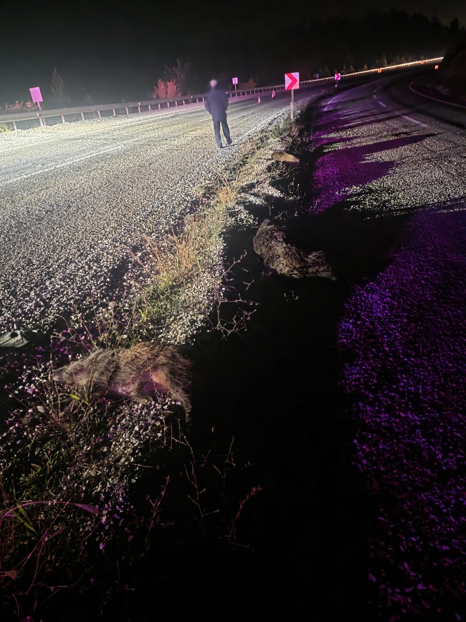 Kastamonu’nun Hanönü Ilçesinde Sinop Belediye Başkanı Metin Gürbüz’ün Içinde Bulunduğu Makam Aracı, Yola Aniden Çıkan Domuz Sürüsüne Çarptı. Kazada 12 Domuz Telef Olurken, Başkan Gürbüz Ve Sürücü Kazayı Yara Almadan