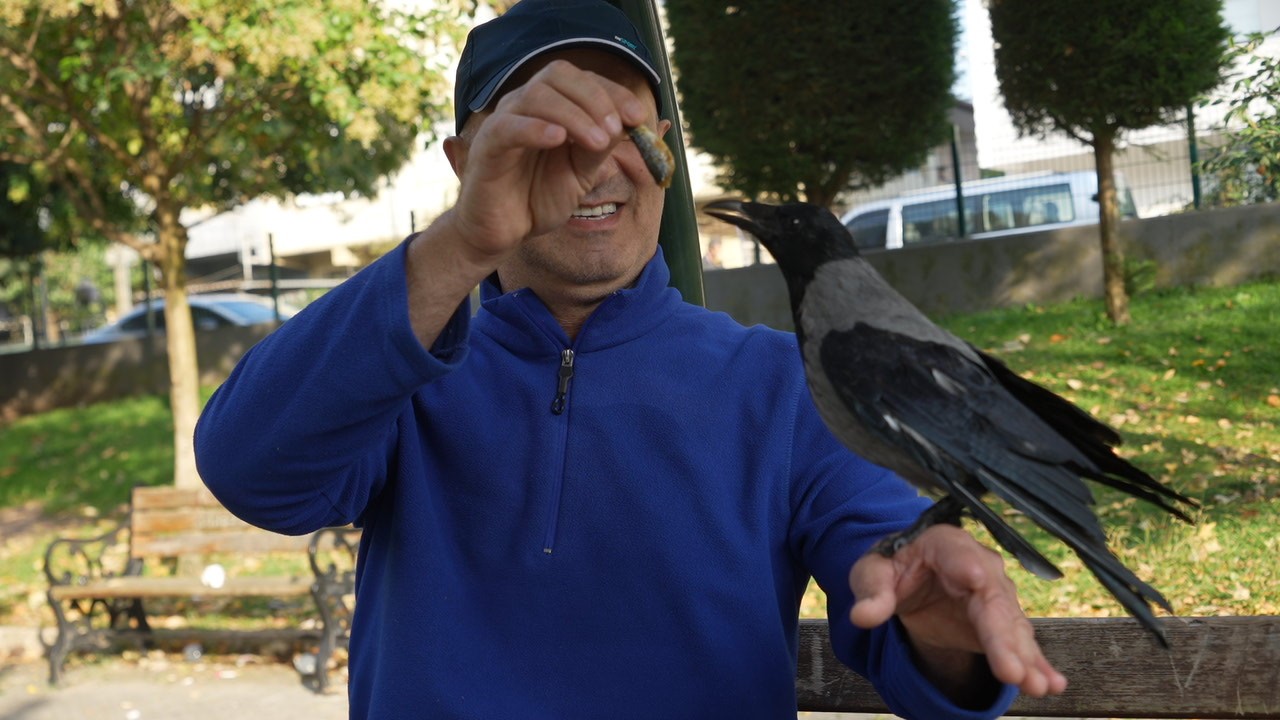 Kocaeli’de Otobüs Kaptanı Ile Karganın 2,5 Yıllık Sıra Dışı Dostluğu 02