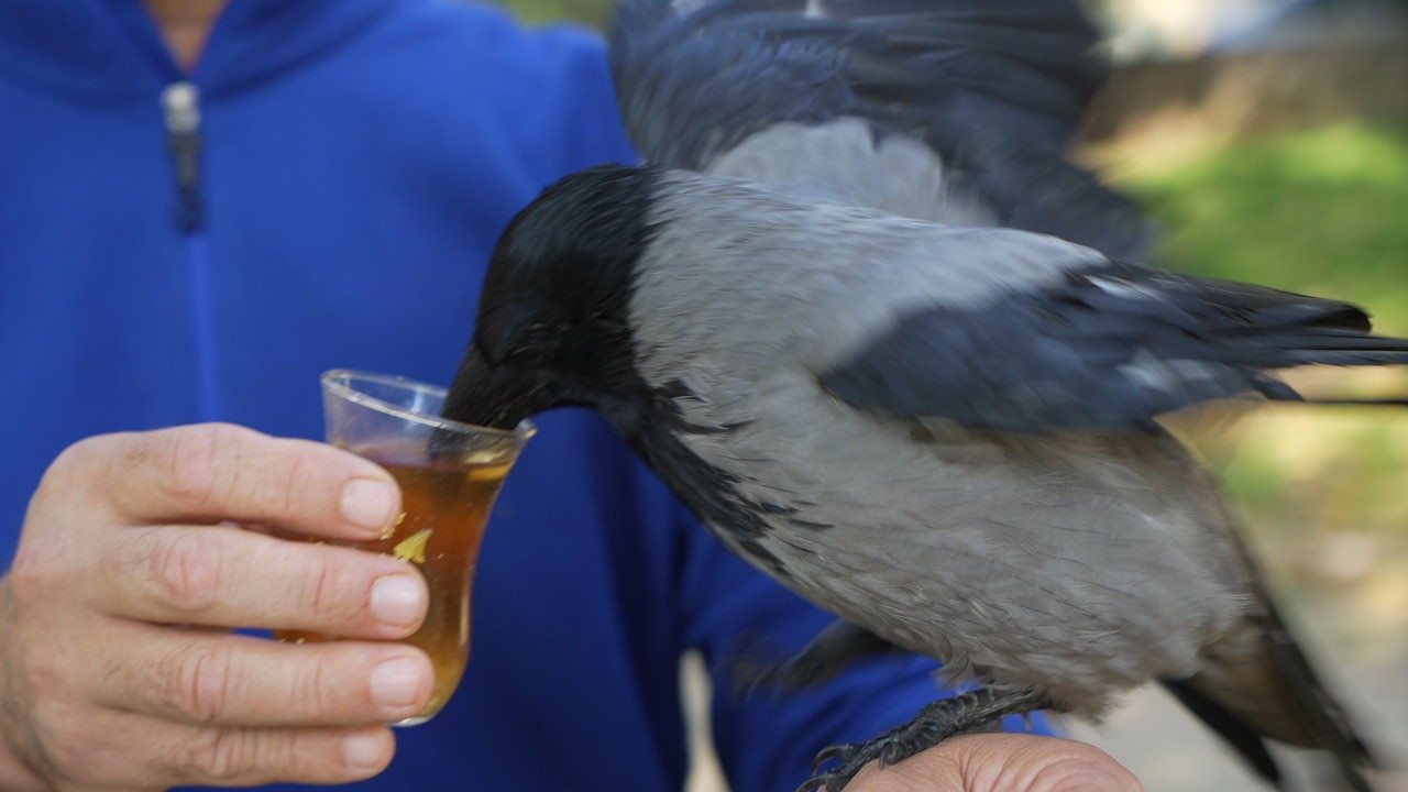 Kocaeli’de Otobüs Kaptanı Ile Karganın 2,5 Yıllık Sıra Dışı Dostluğu 04