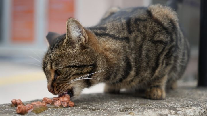 Marketlerin Yeni Müdavimleri Kediler! Sabah Mesaisi Gibi Kapı Önünde Nöbet (1)