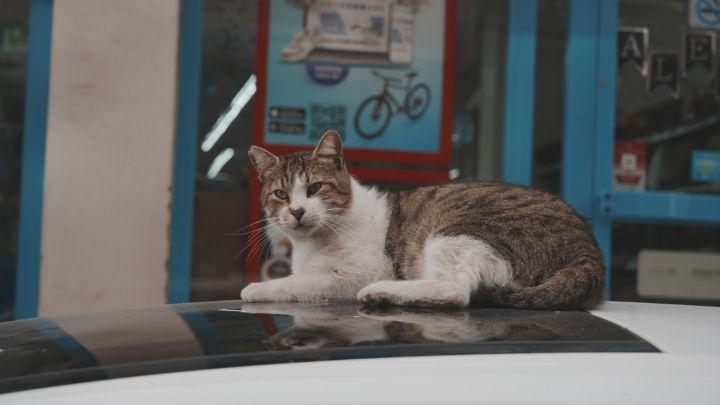 Marketlerin Yeni Müdavimleri Kediler! Sabah Mesaisi Gibi Kapı Önünde Nöbet (2)