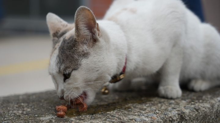 Marketlerin Yeni Müdavimleri Kediler! Sabah Mesaisi Gibi Kapı Önünde Nöbet (3)