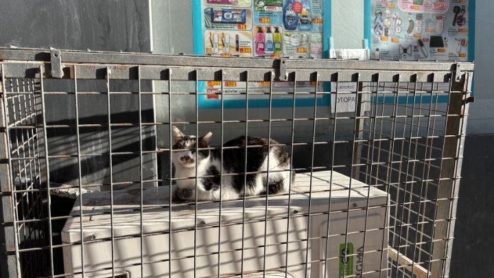 Marketlerin Yeni Müdavimleri Kediler! Sabah Mesaisi Gibi Kapı Önünde Nöbet (4)