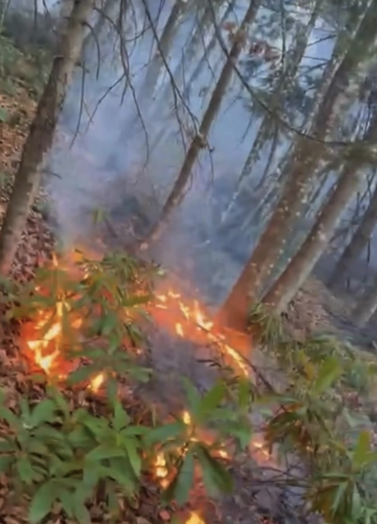 Ormanlık Alanda Korku Dolu Anlar! Yangın Rüzgarın Etkisiyle Hızla Büyüdü (1)-1