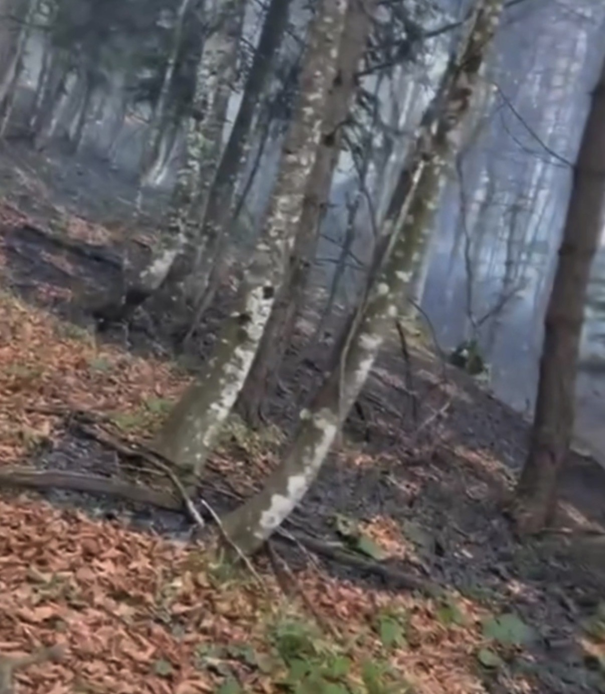 Ormanlık Alanda Korku Dolu Anlar! Yangın Rüzgarın Etkisiyle Hızla Büyüdü (3)