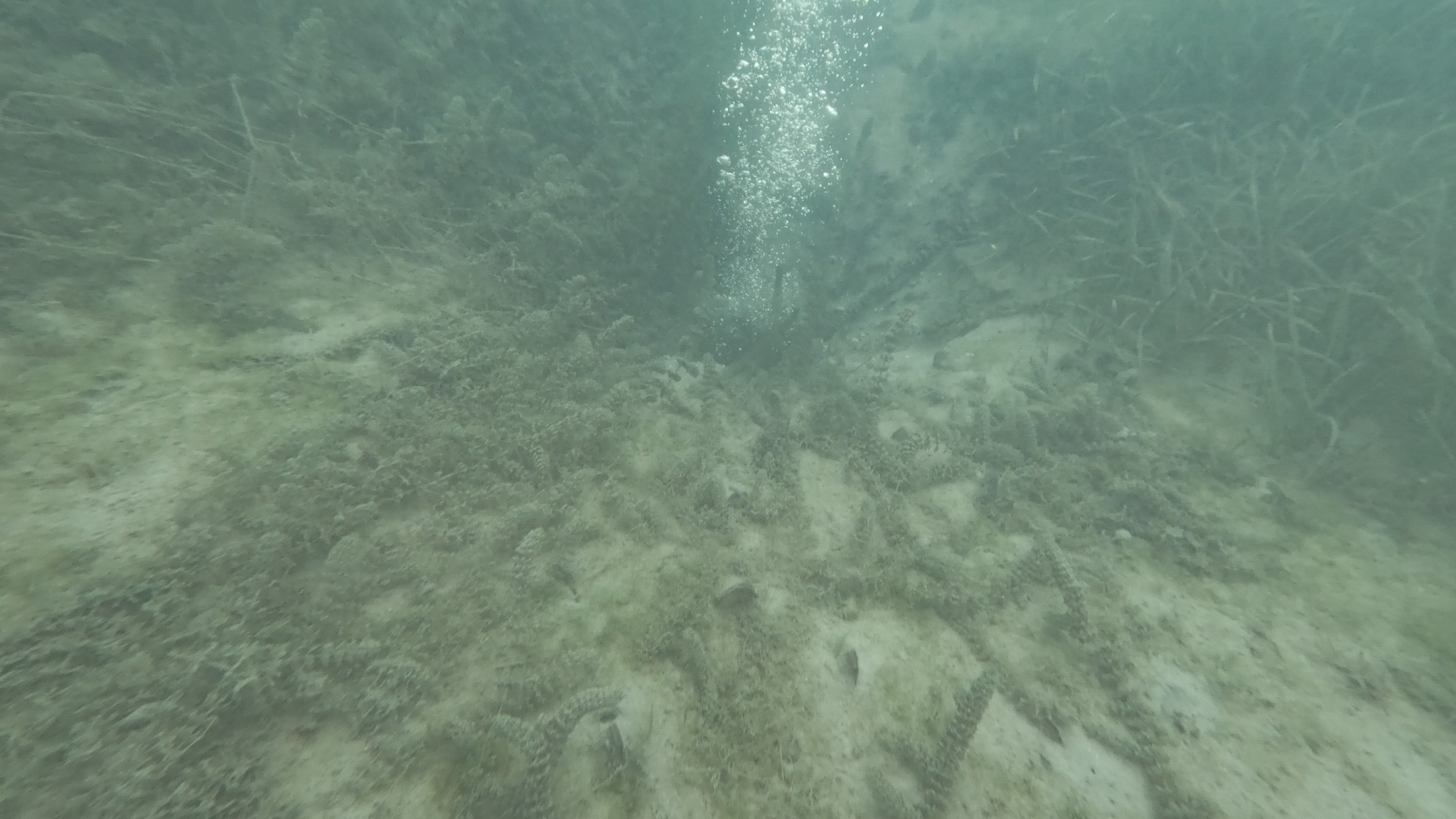 Sapanca Gölü'ndeki Gizem Çözüldü! Hava Kabarcıkları Bu Yüzden Oluyormuş 05